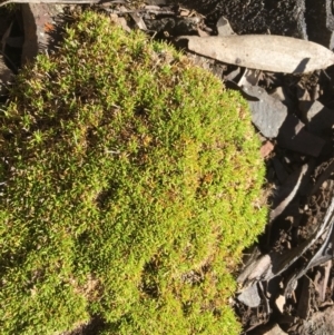 Scleranthus biflorus at Mount Clear, ACT - 22 Sep 2019 02:16 PM