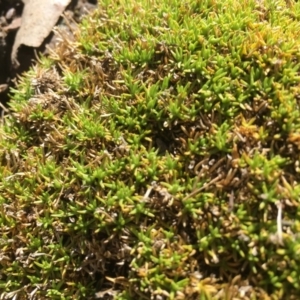 Scleranthus biflorus at Mount Clear, ACT - 22 Sep 2019 02:16 PM