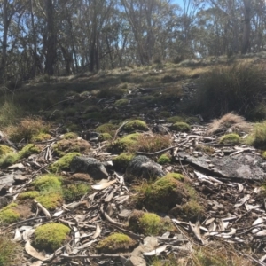 Scleranthus biflorus at Mount Clear, ACT - 22 Sep 2019