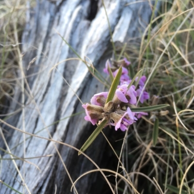 Hovea heterophylla (Common Hovea) at Mount Clear, ACT - 22 Sep 2019 by alexwatt