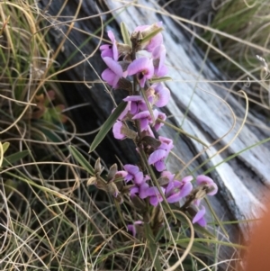 Hovea heterophylla at Mount Clear, ACT - 22 Sep 2019