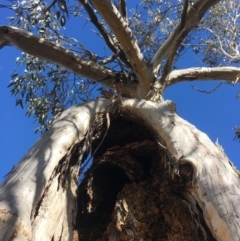 Eucalyptus pauciflora (A Snow Gum) at Mount Clear, ACT - 22 Sep 2019 by alexwatt