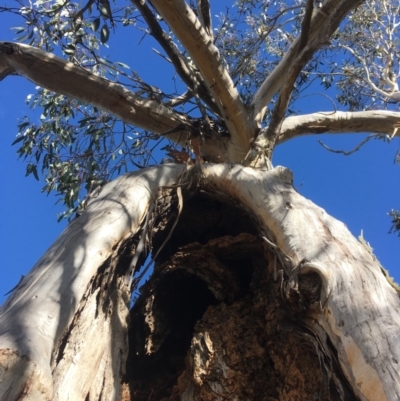 Eucalyptus pauciflora (A Snow Gum) at Mount Clear, ACT - 22 Sep 2019 by alexwatt