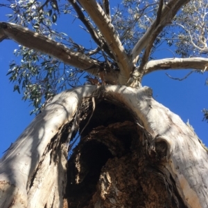 Eucalyptus pauciflora at Mount Clear, ACT - 22 Sep 2019