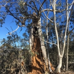 Eucalyptus pauciflora at Namadgi National Park - 22 Sep 2019