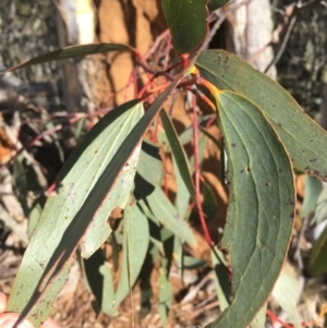 Eucalyptus pauciflora at Namadgi National Park - 22 Sep 2019