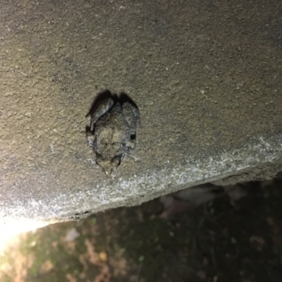 Crinia sp. (genus) (A froglet) at Yass River, NSW - 15 Feb 2020 by SueMcIntyre