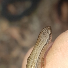 Hemiergis talbingoensis (Three-toed Skink) at Black Mountain - 14 Feb 2020 by Harrisi