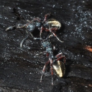 Dolichoderus doriae at Currowan, NSW - 13 Feb 2020