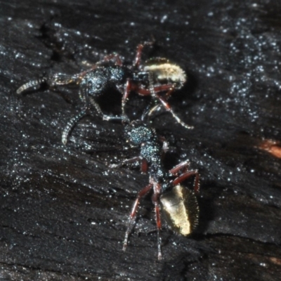 Dolichoderus doriae (Dolly ant) at Currowan State Forest - 13 Feb 2020 by Harrisi
