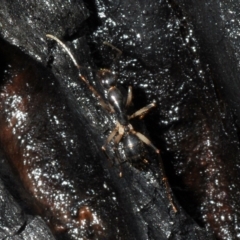 Camponotus sp. (genus) (A sugar ant) at Currowan, NSW - 13 Feb 2020 by Harrisi