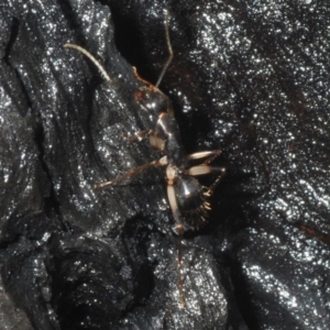 Camponotus sp. (genus) at Currowan, NSW - 13 Feb 2020