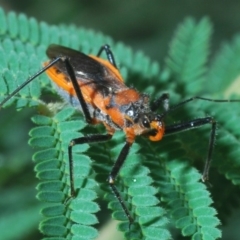 Gminatus australis (Orange assassin bug) at QPRC LGA - 13 Feb 2020 by Harrisi