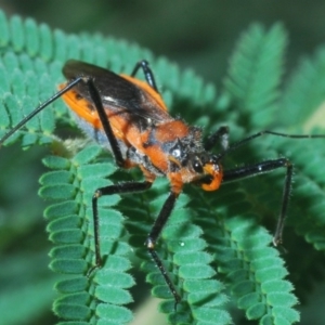 Gminatus australis at Larbert, NSW - 13 Feb 2020