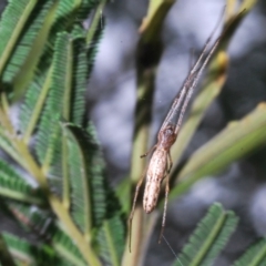 Tetragnatha sp. (genus) (Long-jawed spider) at QPRC LGA - 13 Feb 2020 by Harrisi