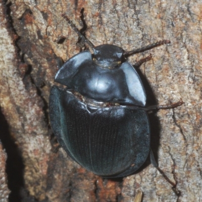 Pterohelaeus piceus (Pie-dish beetle) at Larbert, NSW - 13 Feb 2020 by Harrisi