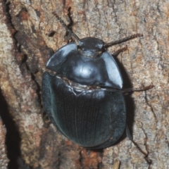 Pterohelaeus piceus (Pie-dish beetle) at Larbert, NSW - 13 Feb 2020 by Harrisi