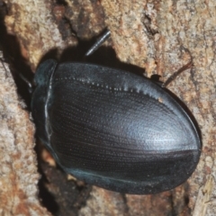 Pterohelaeus piceus at Larbert, NSW - 13 Feb 2020