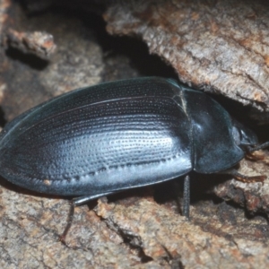 Pterohelaeus piceus at Larbert, NSW - 13 Feb 2020