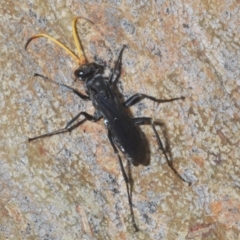 Pompilidae (family) (Unidentified Spider wasp) at Black Mountain - 14 Feb 2020 by Harrisi