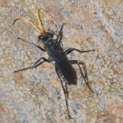 Pompilidae (family) (Unidentified Spider wasp) at Acton, ACT - 14 Feb 2020 by Harrisi