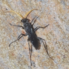 Pompilidae (family) at Acton, ACT - 14 Feb 2020