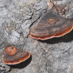 Phaeotrametes decipiens (A Polypore) at Black Mountain - 14 Feb 2020 by Harrisi