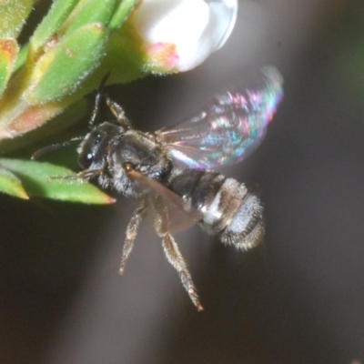Lasioglossum (Chilalictus) sp. (genus & subgenus) (Halictid bee) at Black Mountain - 14 Feb 2020 by Harrisi
