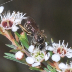 Lasioglossum (Chilalictus) sp. (genus & subgenus) at Acton, ACT - 14 Feb 2020