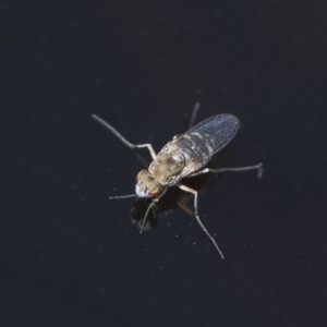 Ephydridae (family) at Googong, NSW - 14 Feb 2020