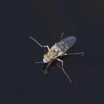 Ephydridae sp. (family) (Shore Flies) at Googong, NSW - 14 Feb 2020 by WHall