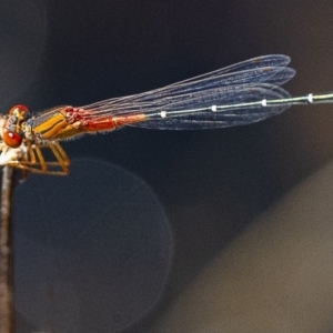 Xanthagrion erythroneurum at Googong, NSW - 14 Feb 2020 12:33 PM