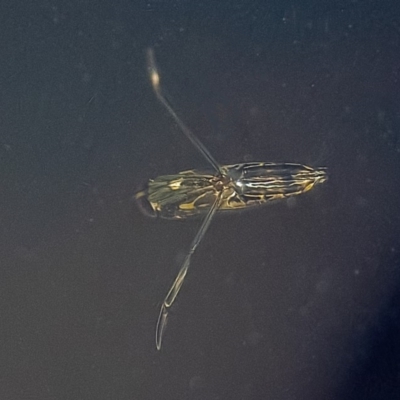 Notonectidae (family) (Backswimmer) at QPRC LGA - 14 Feb 2020 by WHall