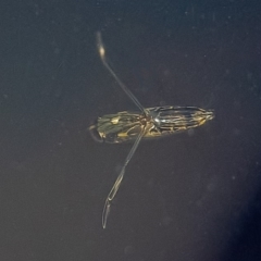Notonectidae (family) (Backswimmer) at Googong, NSW - 14 Feb 2020 by WHall