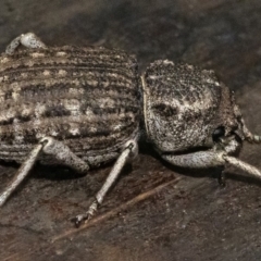 Cubicorhynchus maculatus (Spotted ground weevil) at Googong, NSW - 15 Feb 2020 by WHall