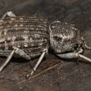 Cubicorhynchus maculatus at Googong, NSW - 15 Feb 2020 12:26 PM