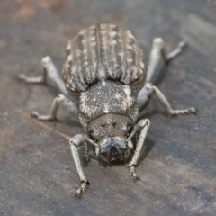 Cubicorhynchus maculatus at Googong, NSW - 15 Feb 2020 12:26 PM