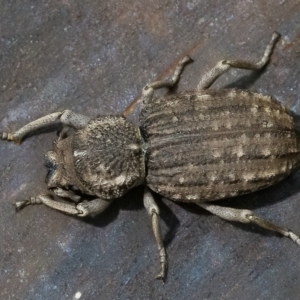 Cubicorhynchus maculatus at Googong, NSW - 15 Feb 2020 12:26 PM