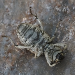 Cubicorhynchus maculatus at Googong, NSW - 15 Feb 2020 12:26 PM