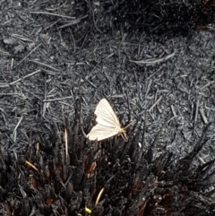 Amelora oritropha (Alpine Striped Cape-moth (Ennominae)) at Cotter River, ACT - 14 Feb 2020 by nathkay