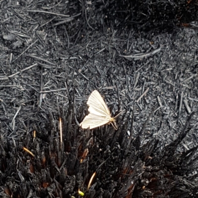 Amelora oritropha (Alpine Striped Cape-moth (Ennominae)) at Cotter River, ACT - 14 Feb 2020 by nathkay