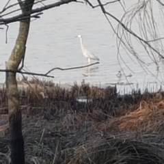 Egretta novaehollandiae (White-faced Heron) at Lake Conjola, NSW - 15 Feb 2020 by JulieL