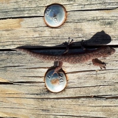 Christinus marmoratus (Southern Marbled Gecko) at Murrumbateman, NSW - 16 Feb 2020 by SallyandPeter