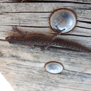 Christinus marmoratus at Murrumbateman, NSW - 16 Feb 2020