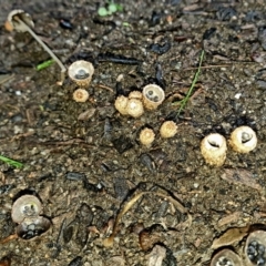 Unidentified at Ulladulla, NSW - 15 Feb 2020 by Mooldath