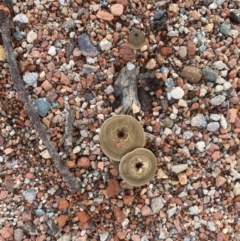 Lentinus arcularius at Molonglo Valley, ACT - 16 Feb 2020