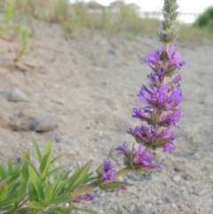 Lythrum salicaria (Purple Loosestrife) at Point Hut to Tharwa - 19 Dec 2019 by michaelb