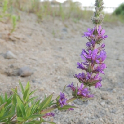 Lythrum salicaria (Purple Loosestrife) at Point Hut to Tharwa - 19 Dec 2019 by michaelb