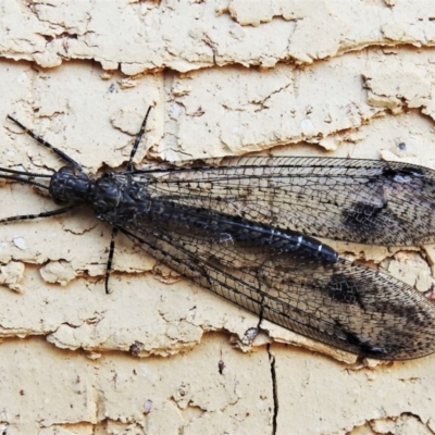 Glenoleon meteoricus (Patch-wing Glenoleon) at Wanniassa, ACT - 15 Feb 2020 by JohnBundock