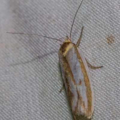 Phytotrypa propriella (A Concealer moth (Wingia group)) at Hackett, ACT - 9 Nov 2017 by Thommo17